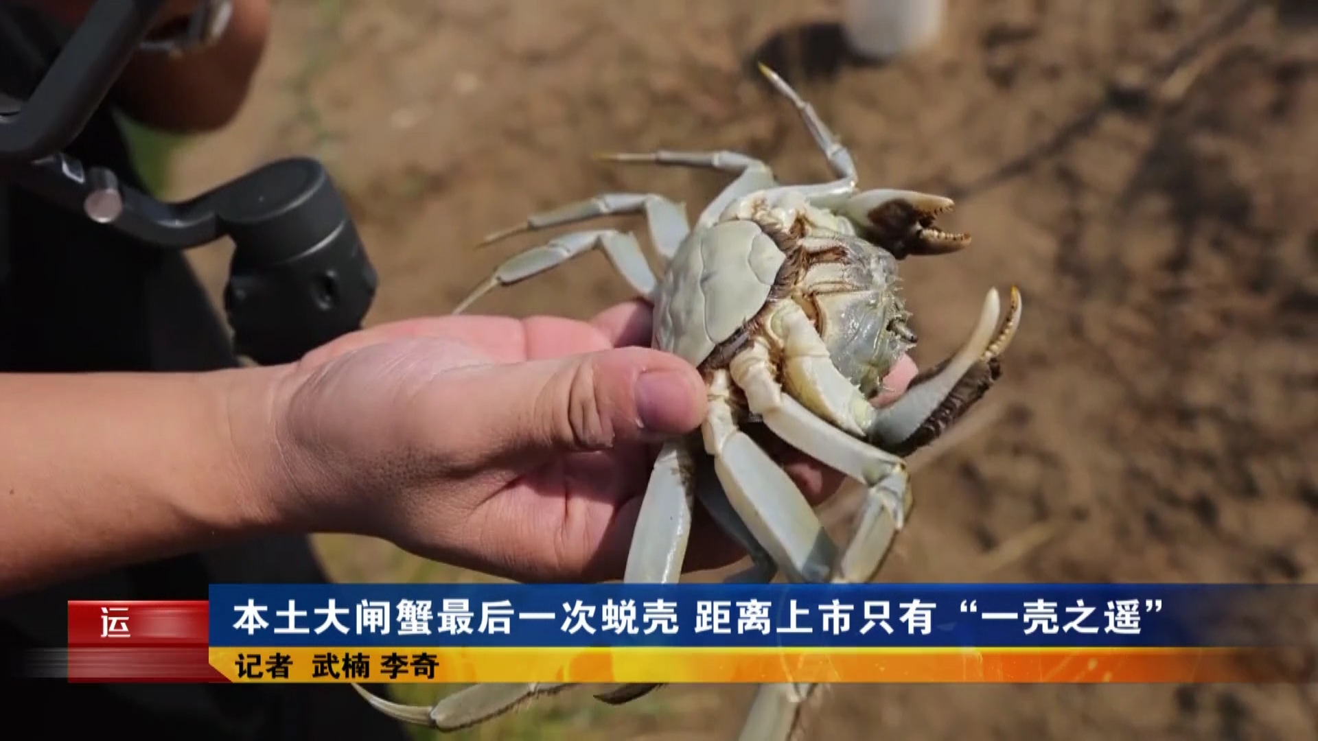 本土大闸蟹最后一次蜕壳 距离上市只有“一壳之遥”